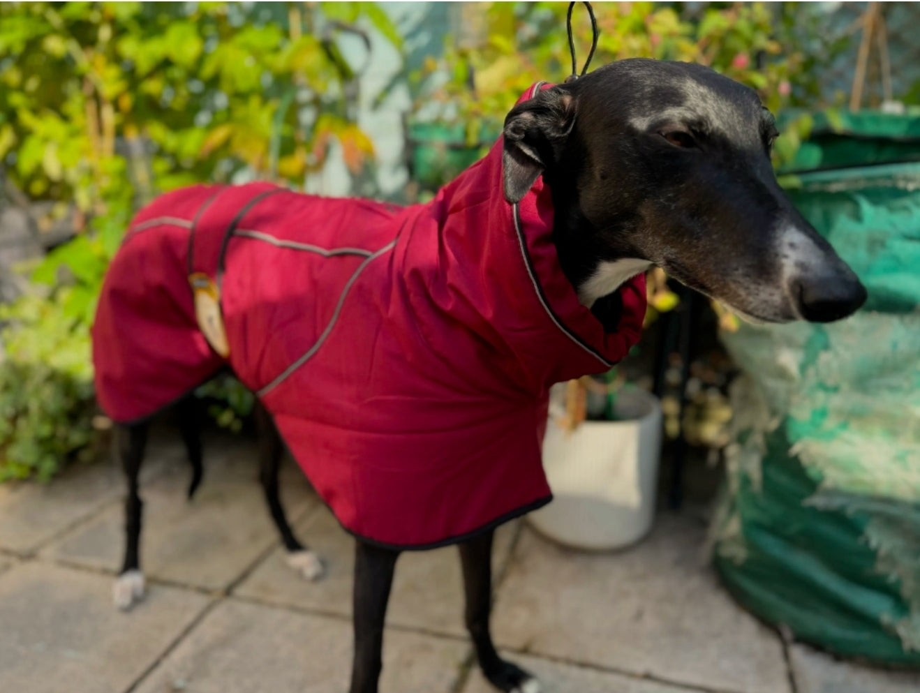 Deep Berry Soft Shell Jacket for Whippets - the luxury midweight collection