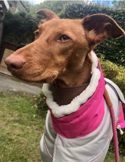 Waterproof Padded Luxury Jacket in pink for greyhounds and whippets - the luxury winter jacket collection