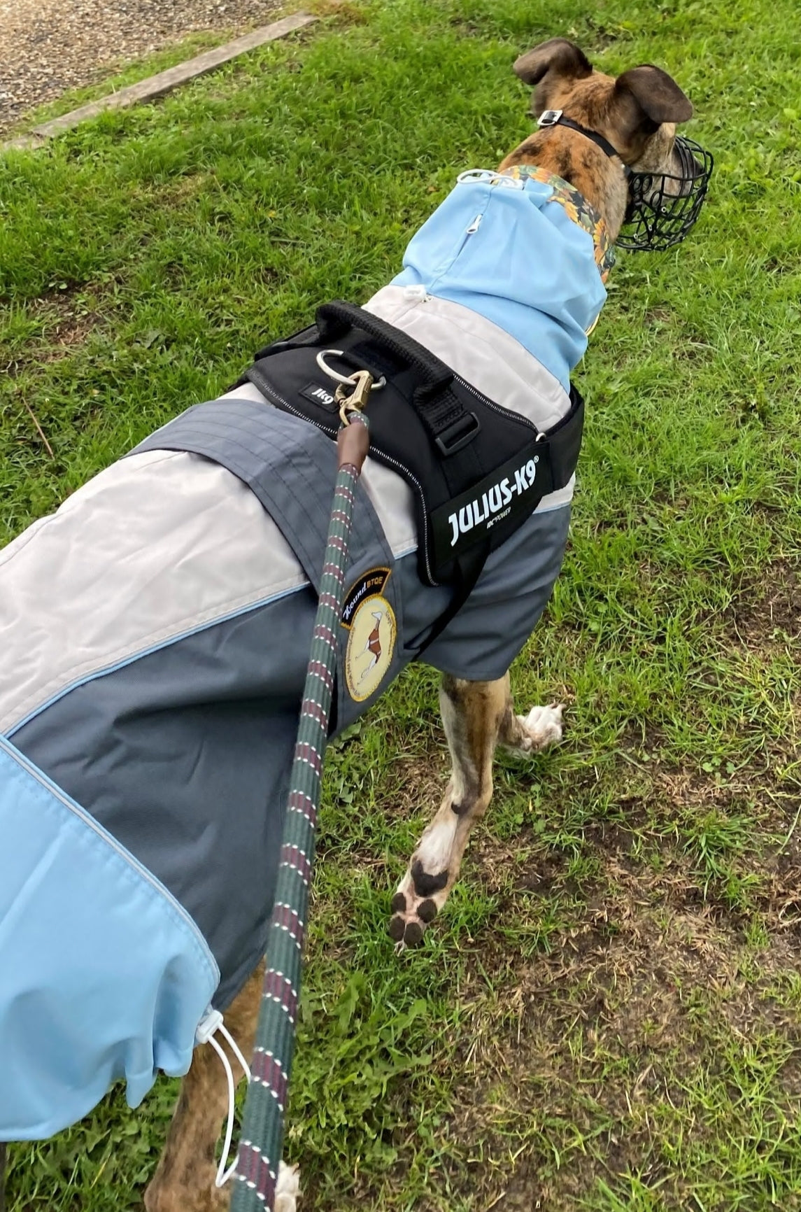 Rain coat for whippets grey/powder blue - the waterproof rain coat collection