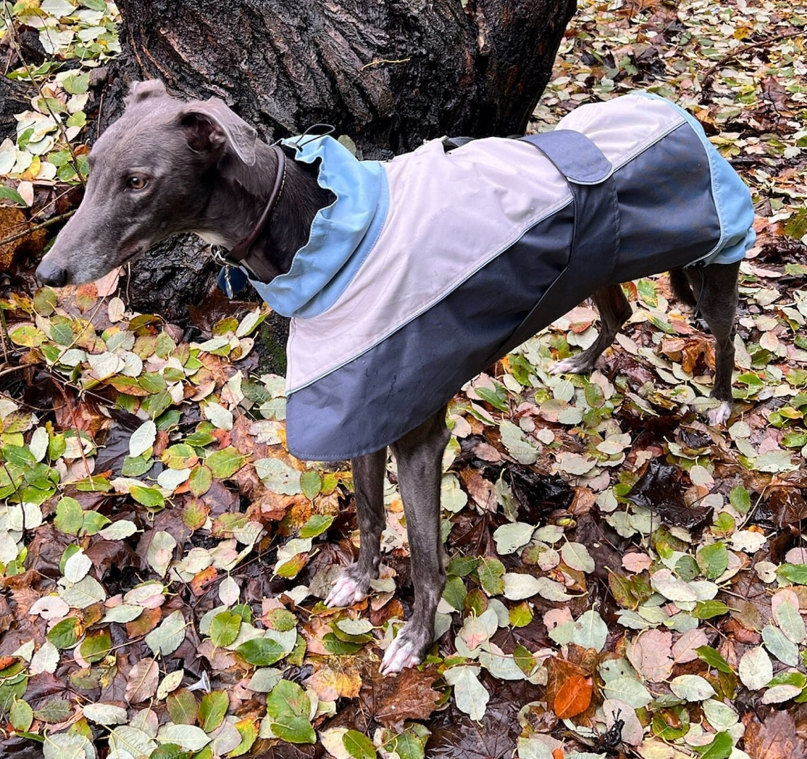 Rain coat for whippets grey/powder blue - the waterproof rain coat collection