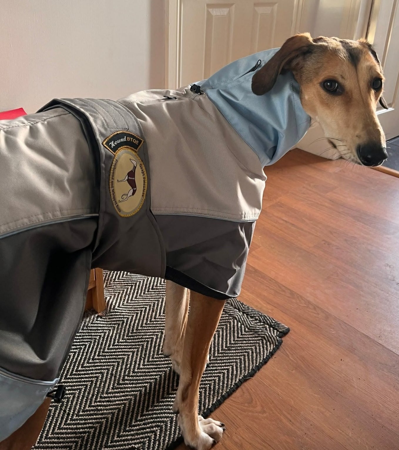 Rain coat for whippets grey/powder blue - the waterproof rain coat collection