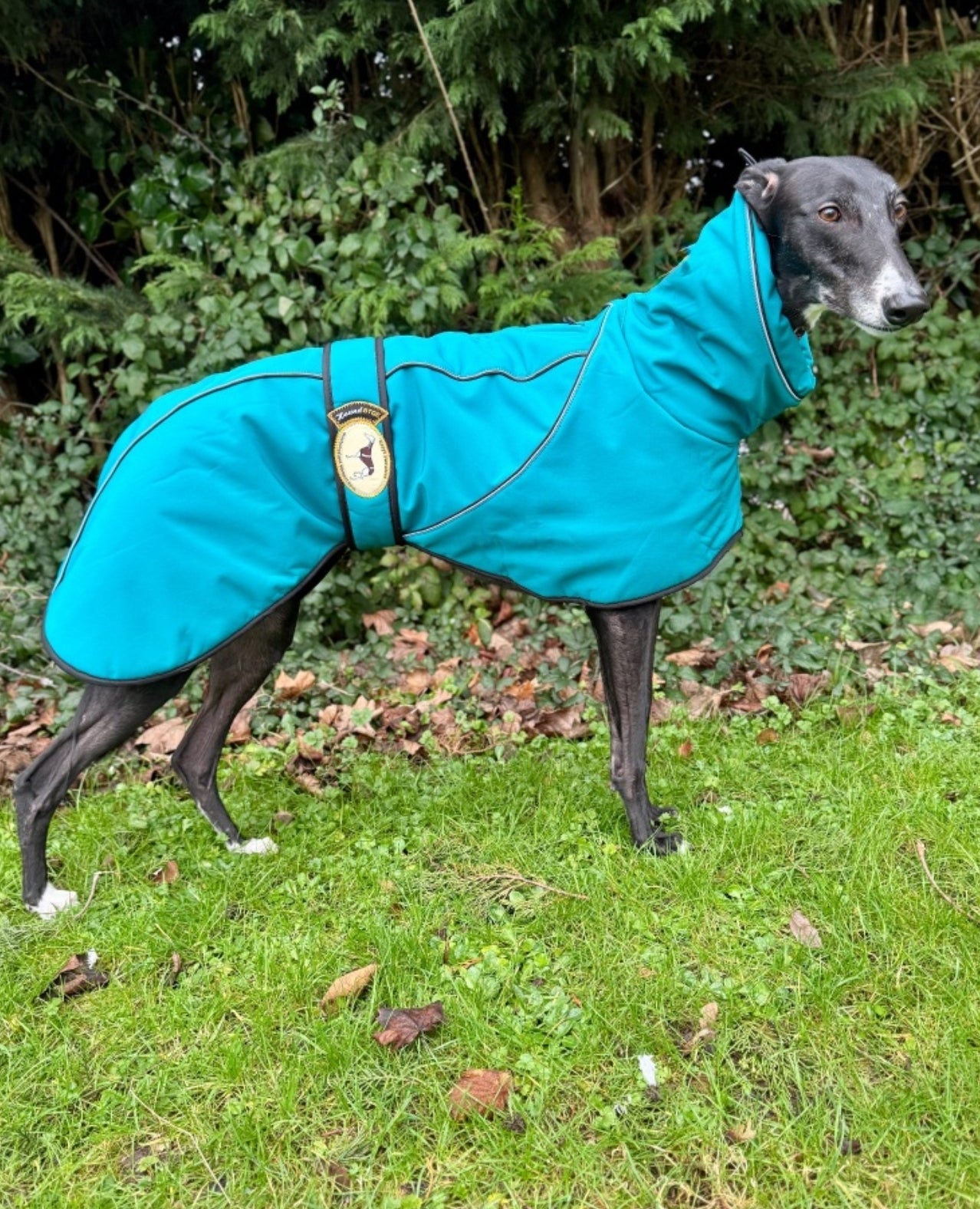 Deep Teal Soft Shell Jacket for Greyhounds - the luxury midweight collection