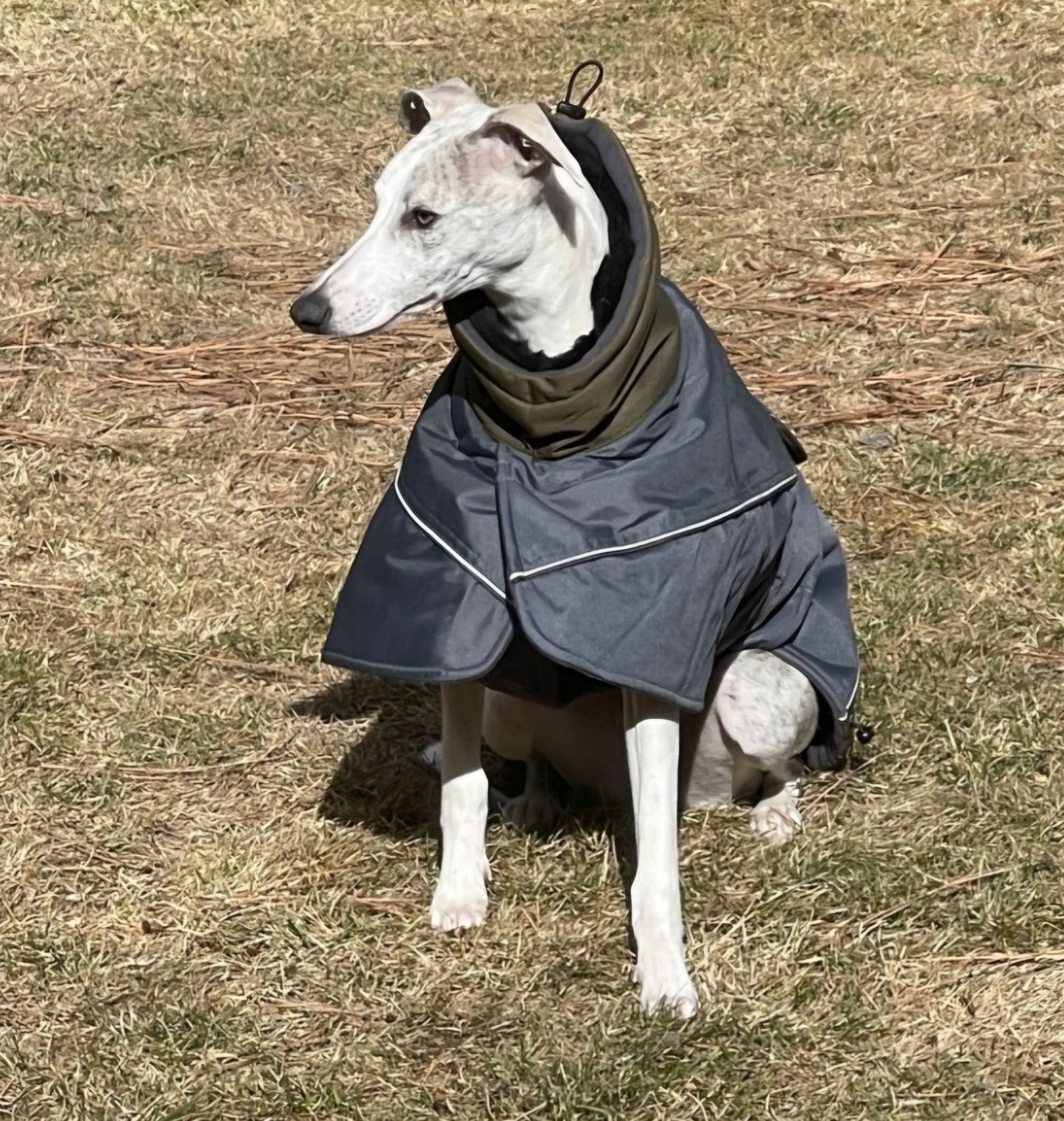 Waterproof Padded Luxury Jacket for Greyhounds Green/Grey- the luxury winter jacket collection