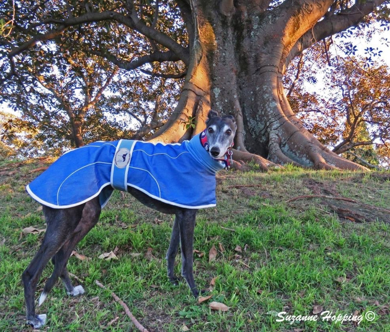 Blue or Indigo Denim/Knit Sweaters for Greyhounds+Whippets - the denim housecoat collection