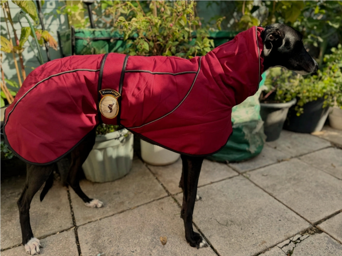 Deep Berry Soft Shell Jacket for Whippets - the luxury midweight collection