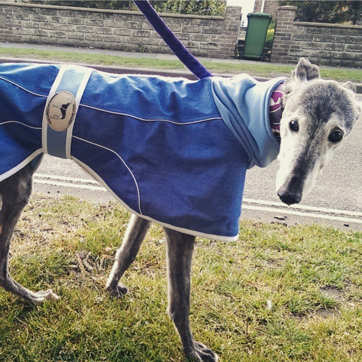 Stonewashed, Faded Blue Denim House Coat for Whippets + Greyhounds - the denim collection