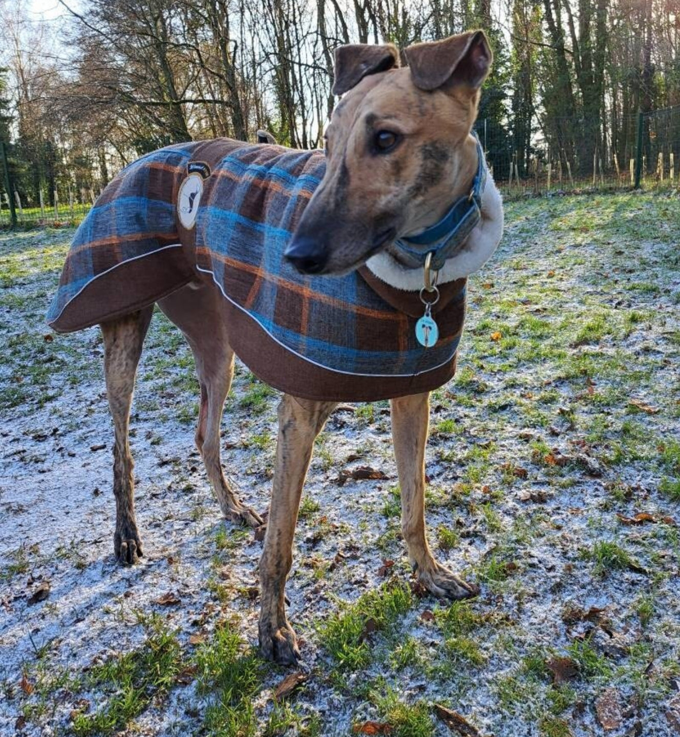 Maple tweed coat for whippets - the luxury tweed collection