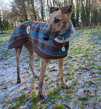 Maple tweed coat for whippets - the luxury tweed collection