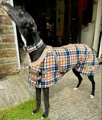 Beige/Brown Checked Twill Coat & matching Martingale Collar for Greyhounds-the lighter layer collection