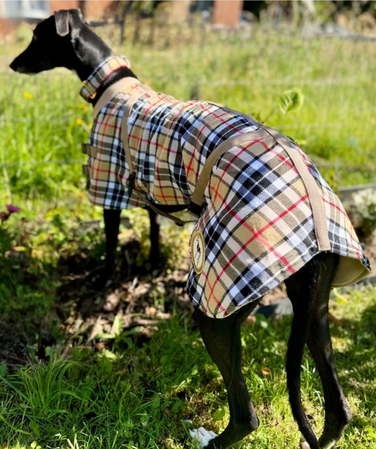 Beige/Brown Checked Twill Coat & matching Martingale Collar for Greyhounds-the lighter layer collection