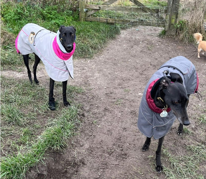 Waterproof Padded Luxury Jacket in pink for greyhounds and whippets - the luxury winter jacket collection