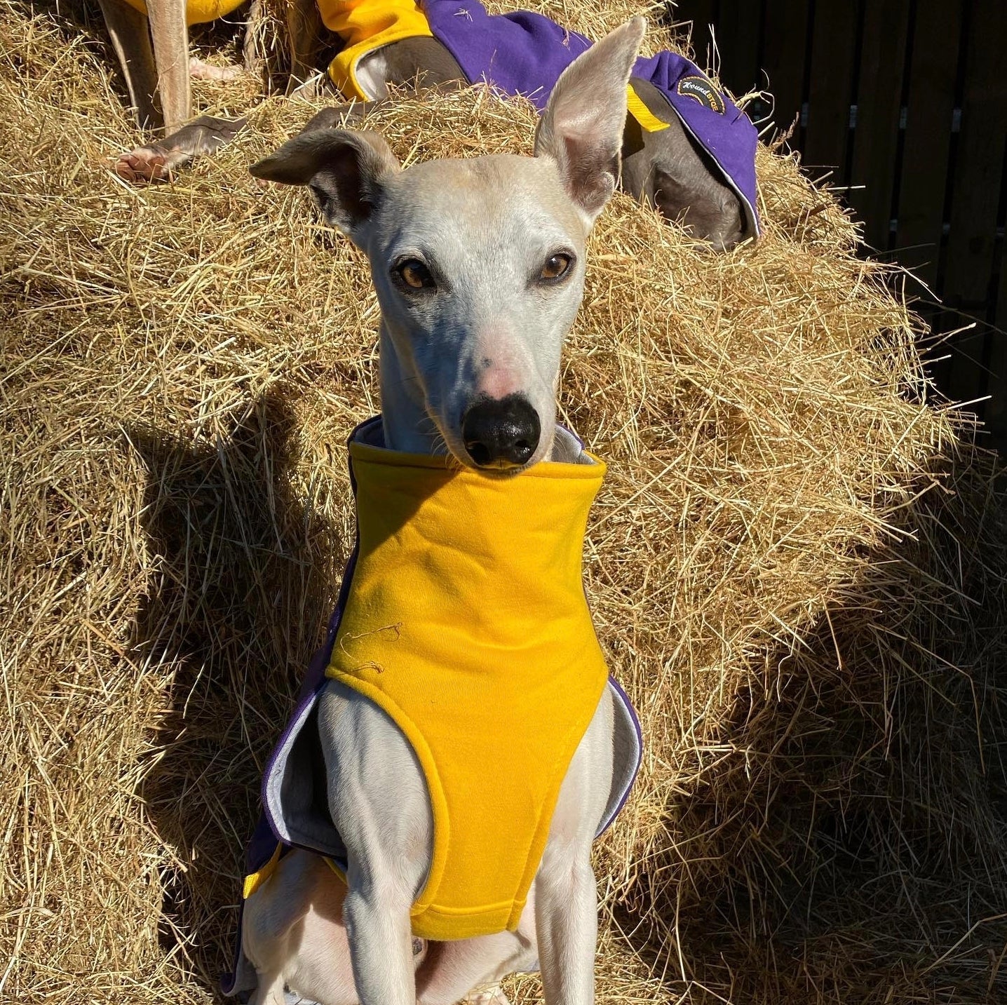 Sweat/Tee shirt for greyhounds, purple+yellow - the sweat tee shirt collection