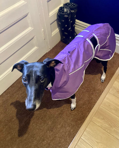 Purple rain mac for greyhounds - the waterproof rain mac collection