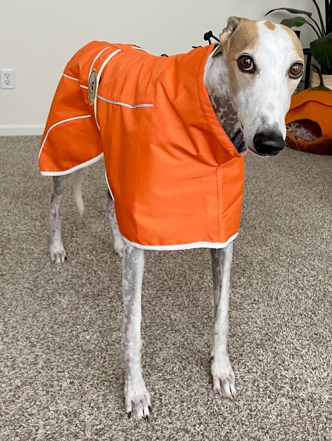 Rain mac for Italian greyhounds - the waterproof rain mac collection