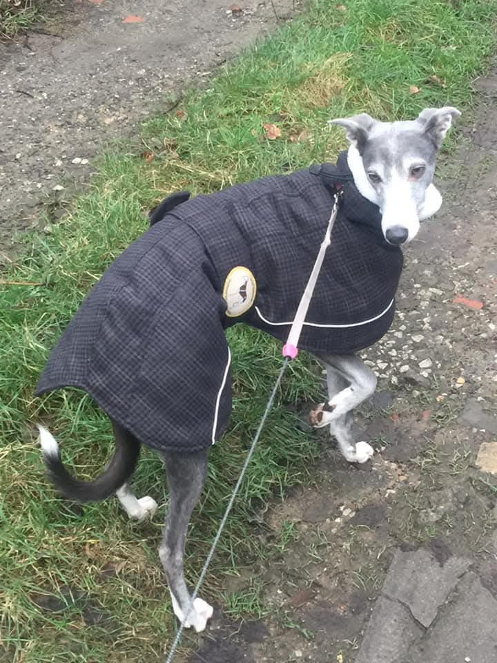 Black forest tweed coats for whippets - luxury tweed collection