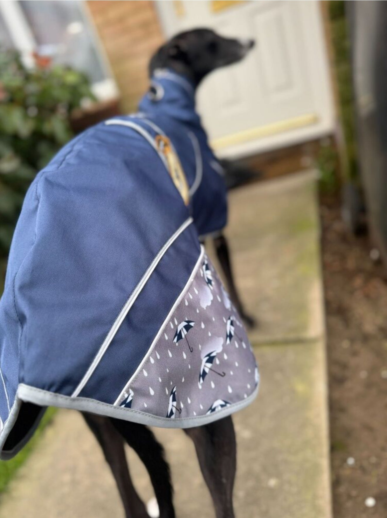 Navy Blue Umbrella Print Rain Mac for Whippets - the waterproof rain mac collection