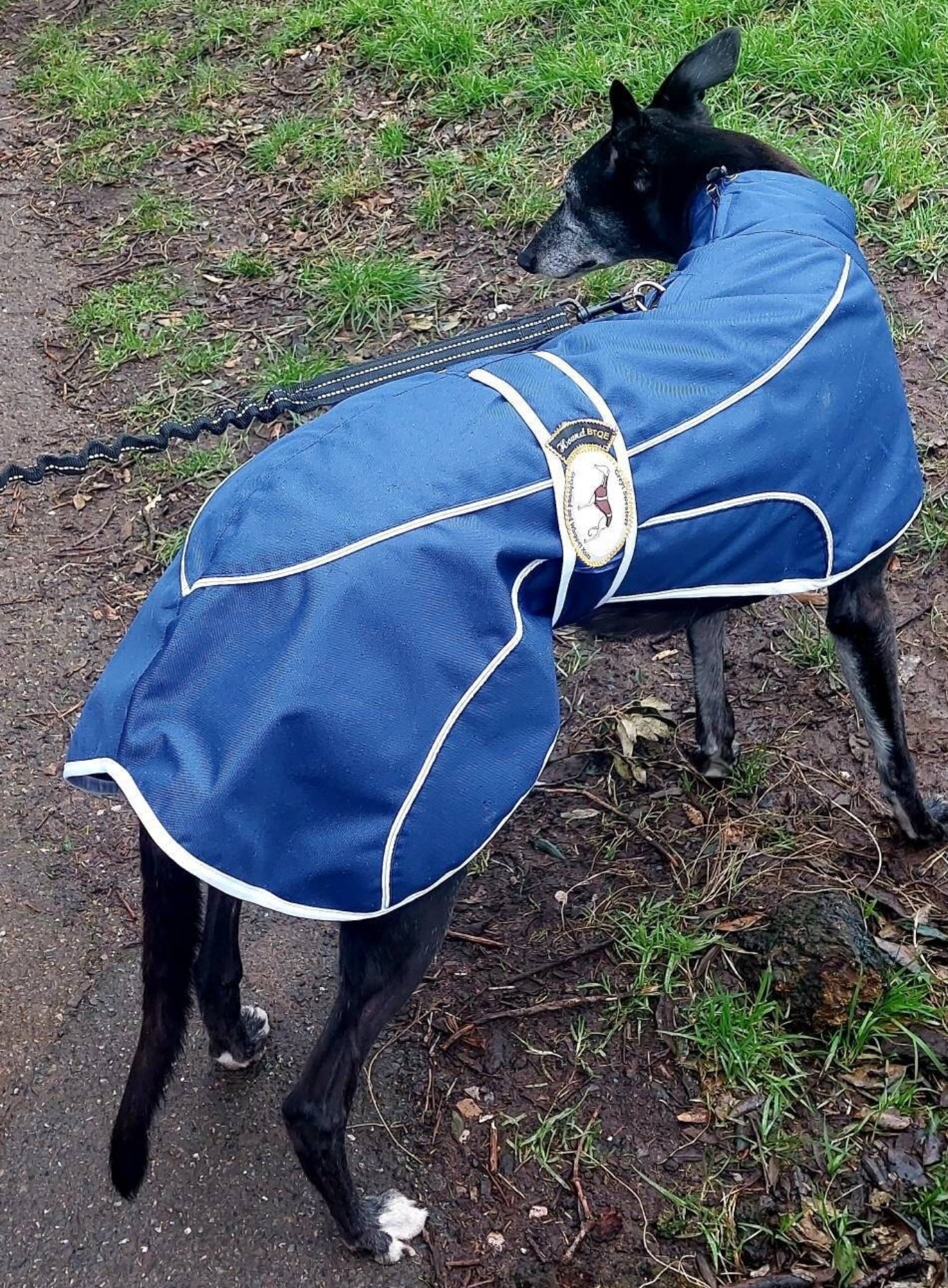 Navy Blue Rain Mac for Whippets - the waterproof rain mac collection