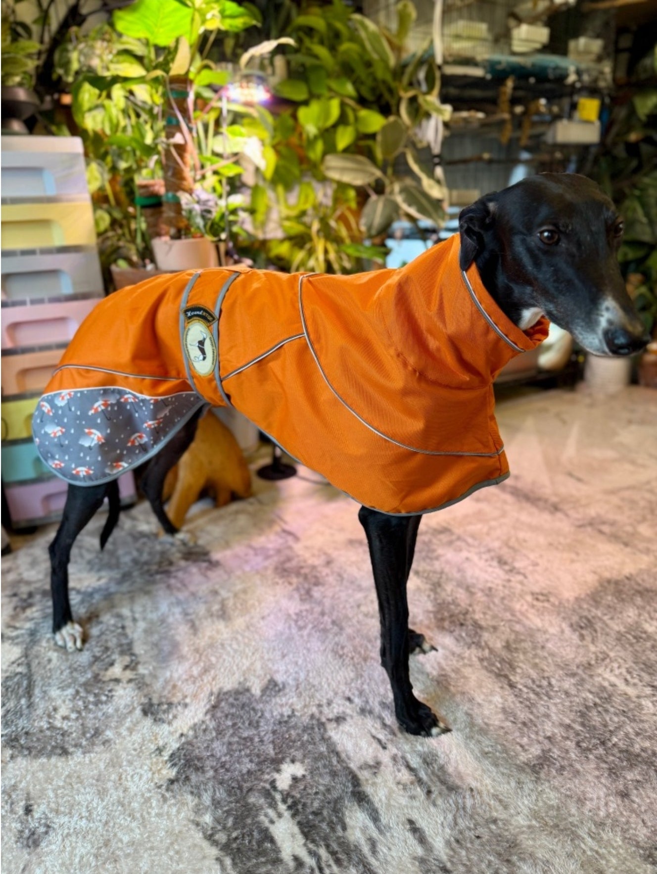 Orange umbrella print rain mac for whippets - the waterproof rain mac collection