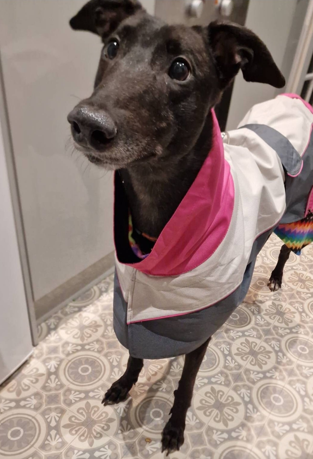 Rain coat for greyhounds grey/pink - the waterproof rain coat collection