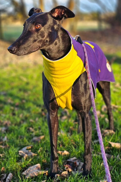 Sweat/Tee shirt for greyhounds, purple+yellow - the sweat tee shirt collection