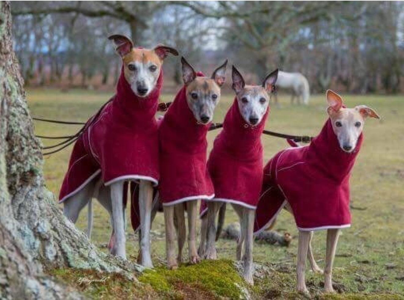 Burgundy Fleece Housecoat for Greyhounds and whippets - the fleece housecoat collection