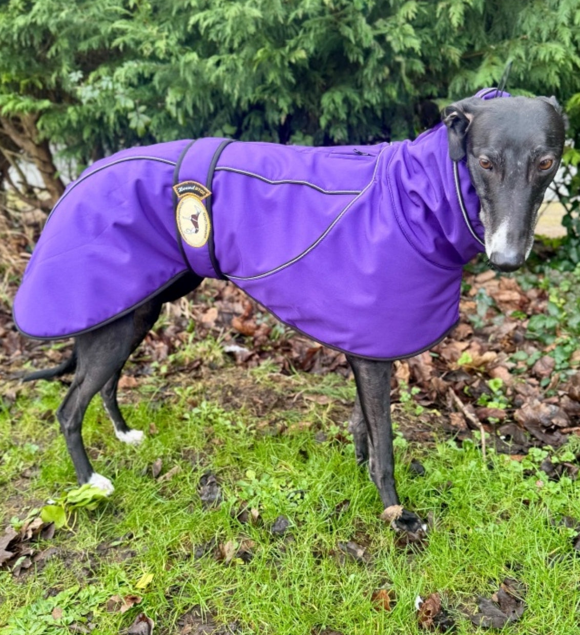 Deep Purple Soft Shell Jacket for Greyhounds - the luxury midweight collection