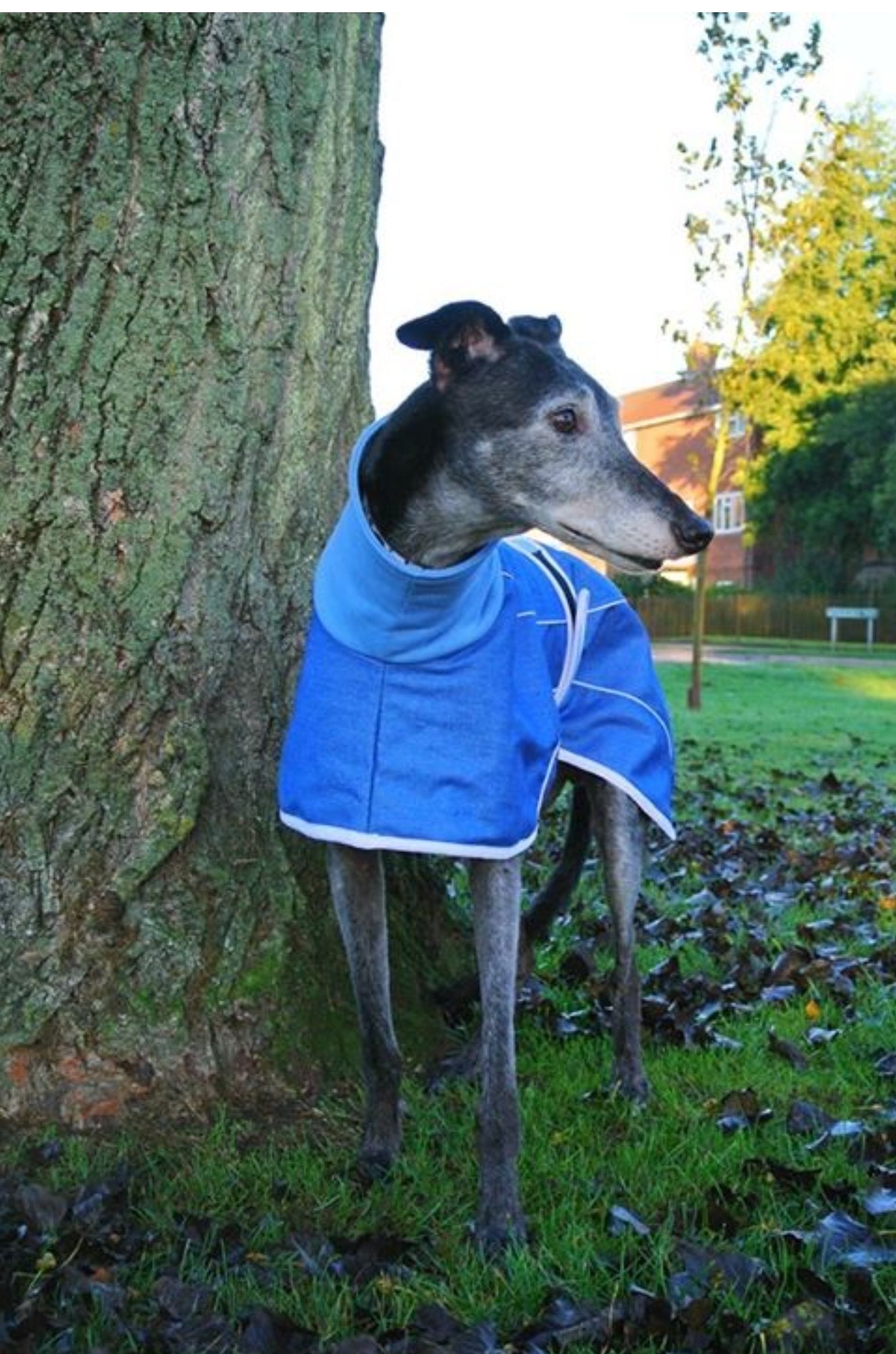 Stonewashed, Faded Blue Denim House Coat for Whippets + Greyhounds - the denim collection