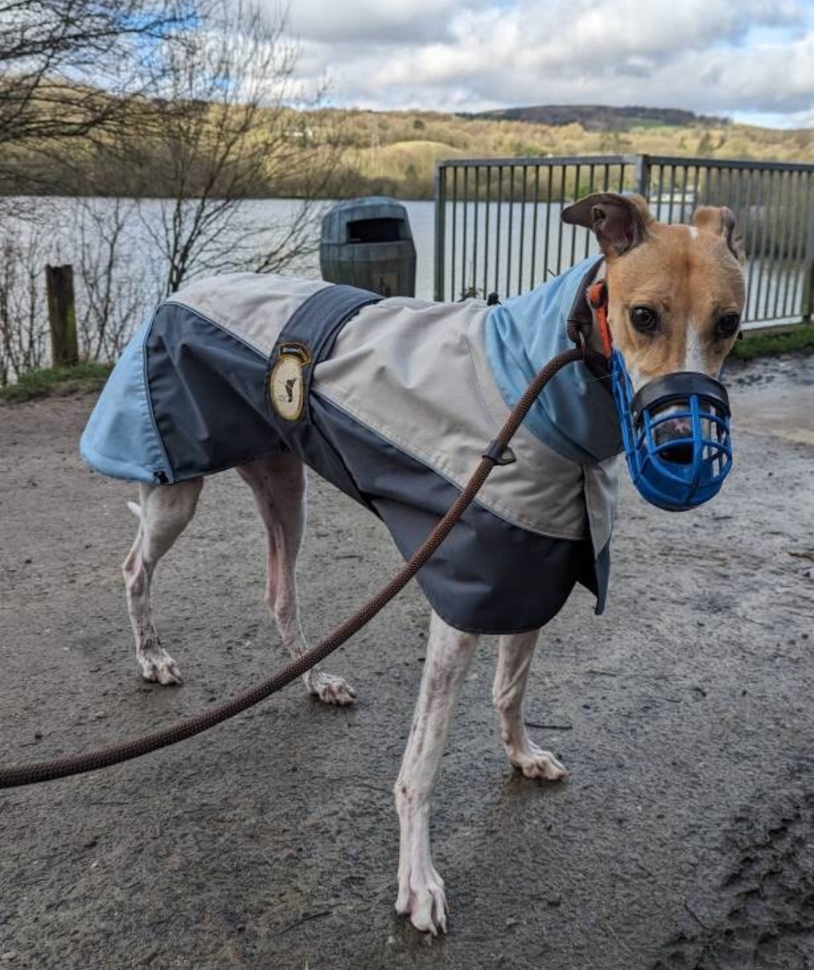 Waterproof rain coat for greyhounds, grey/powder blue - the waterproof rain coat collection