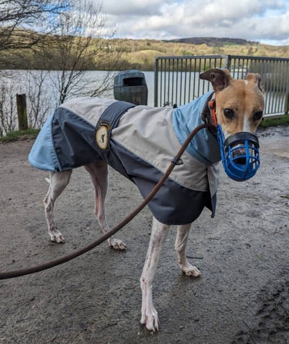 Rain coat for whippets grey/powder blue - the waterproof rain coat collection