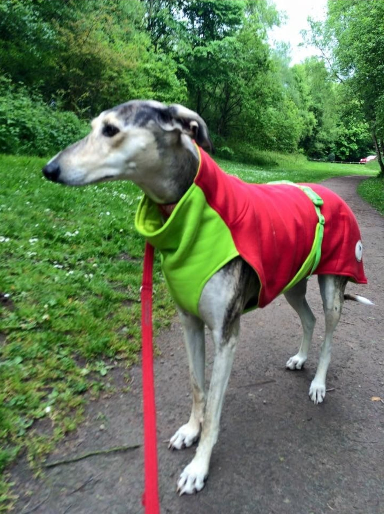 Sweat /Tee shirt for greyhounds, red&green - the sweat tee shirt collection