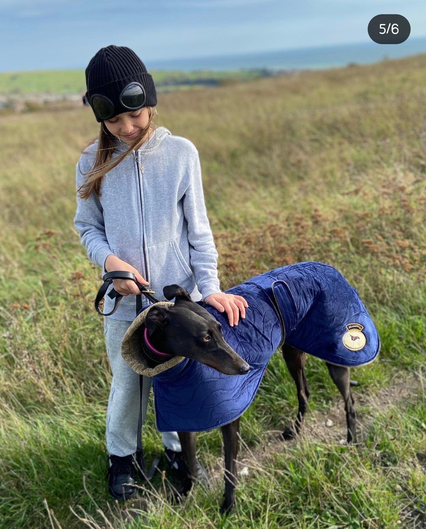 Sapphire velvet knit jacket for whippets - the luxury regal collection