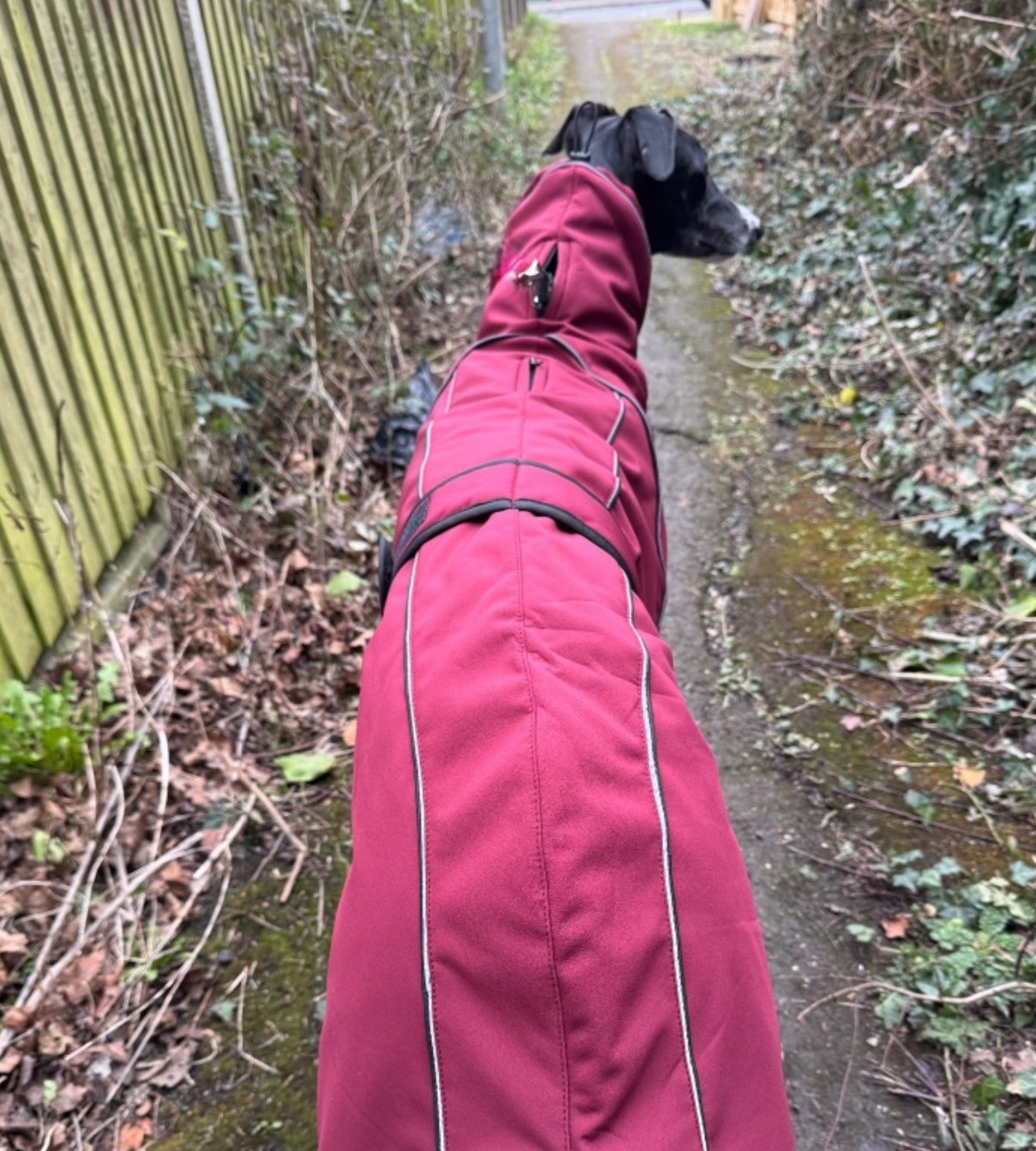 Deep Berry Soft Shell Jacket for Greyhounds - the luxury midweight collection