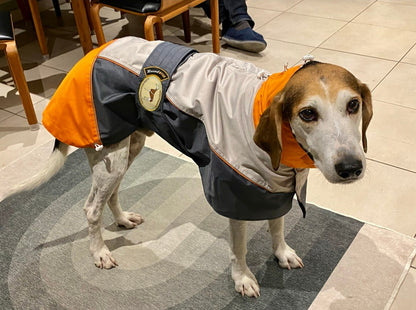 Rain coat for whippets, grey/orange - the waterproof rain coat collection