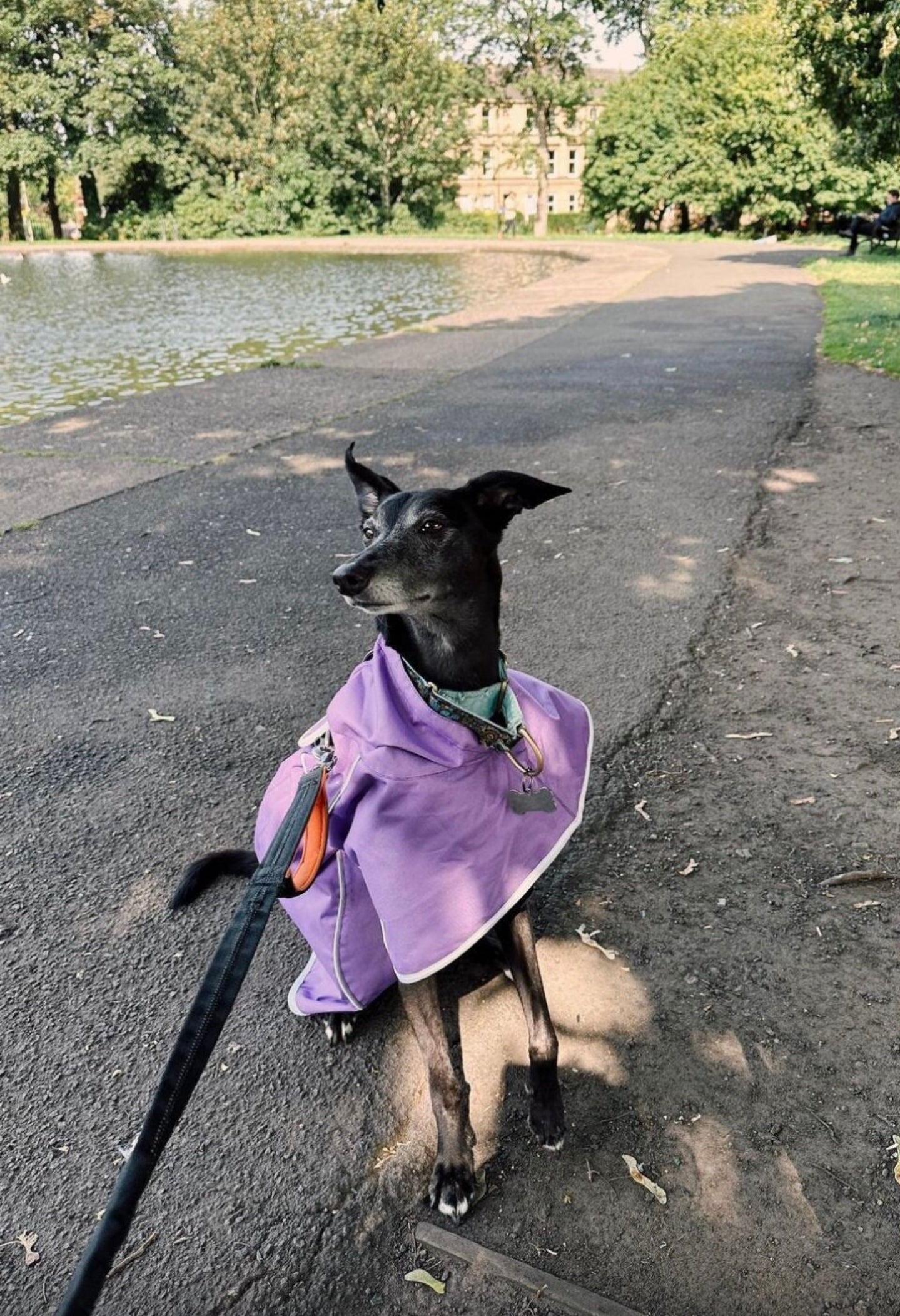 Purple rain mac for greyhounds - the waterproof rain mac collection