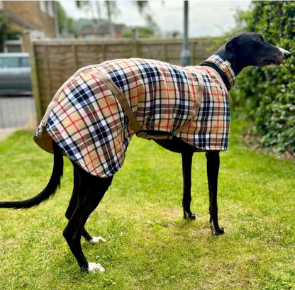 Beige/Brown Checked Twill Coat & matching Martingale Collar for Greyhounds-the lighter layer collection