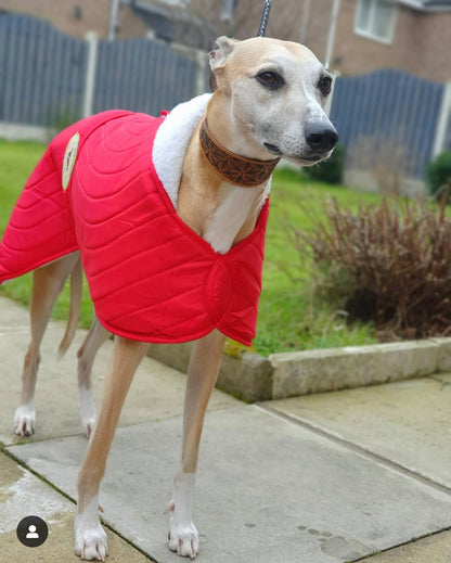 Scarlet Red Quilted Jacket for Greyhounds - the premium quilted collection