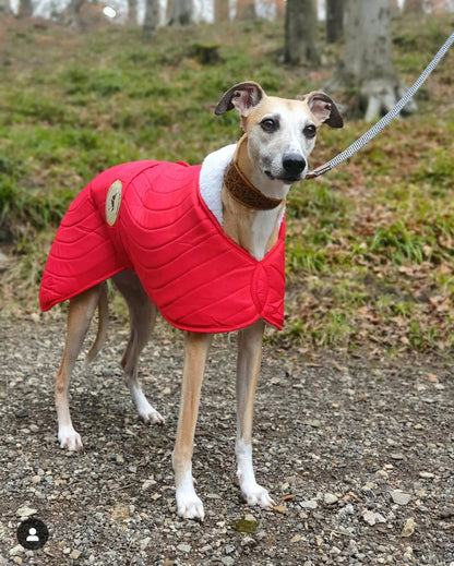 Scarlet Red Quilted Jacket for Whippets - the premium quilted collection