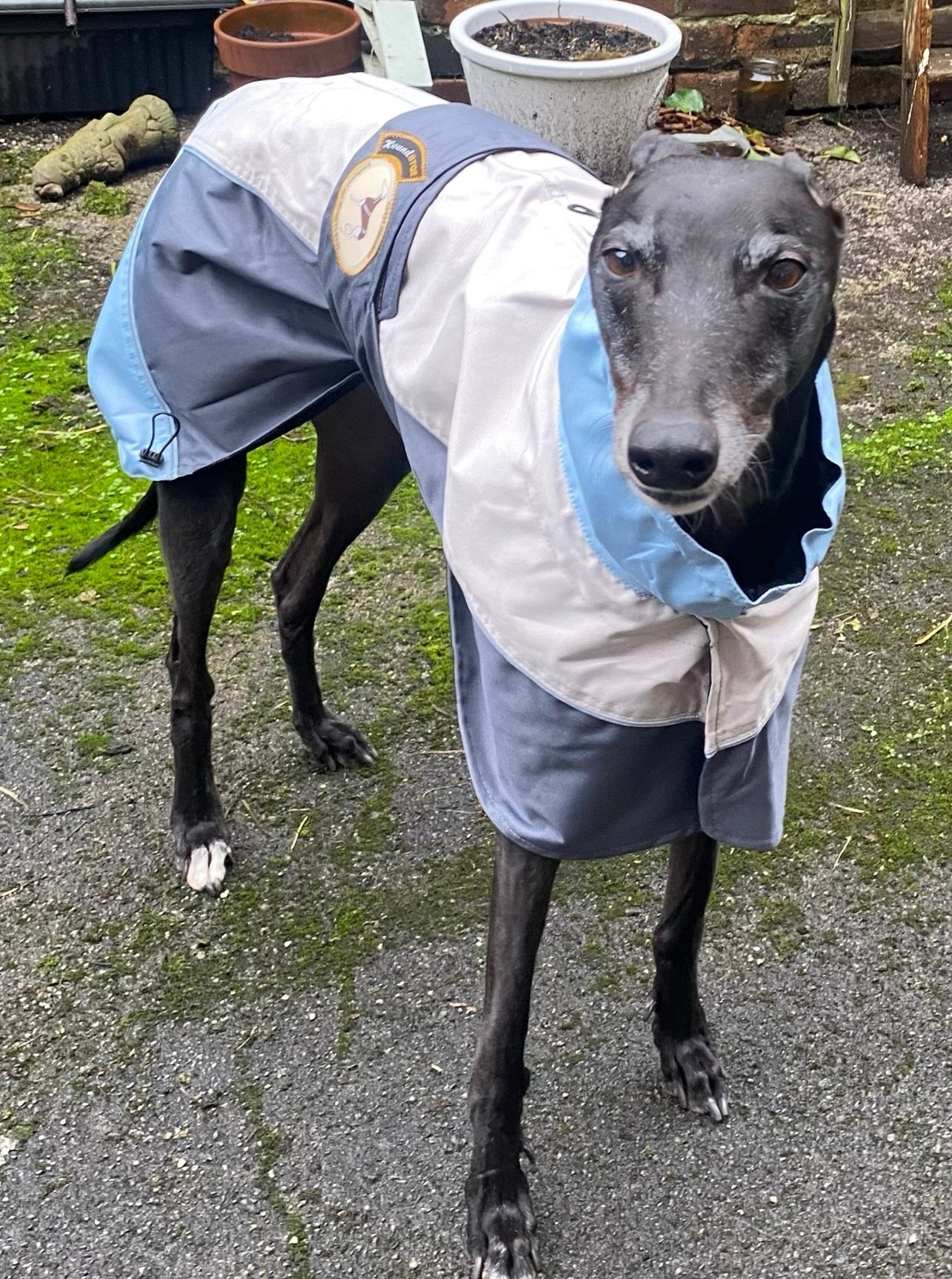 Waterproof rain coat for greyhounds, grey/powder blue - the waterproof rain coat collection