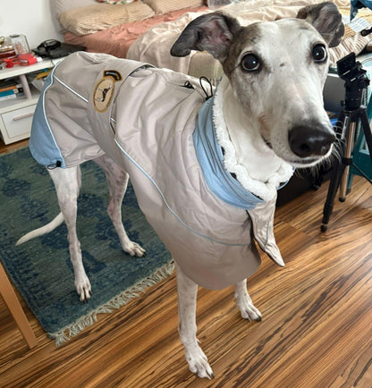 Waterproof Padded Luxury Jacket for Greyhounds sky blue /grey - the luxury winter jacket collection