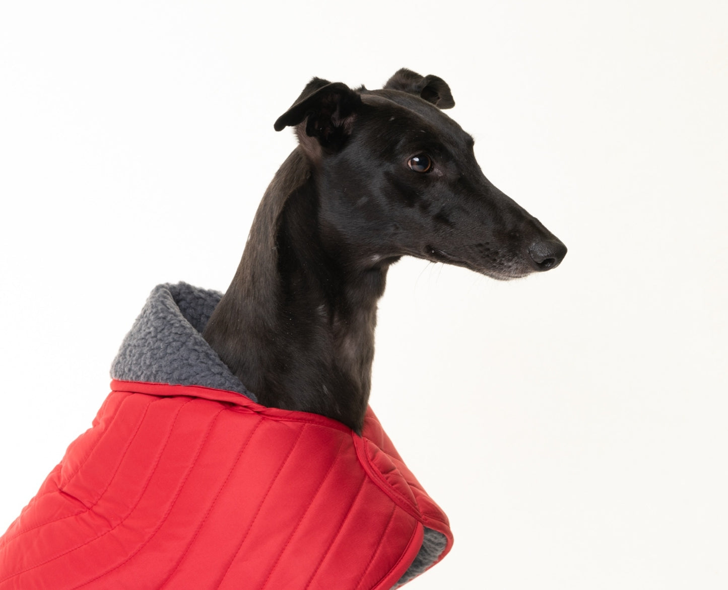 Scarlet Red Quilted Jacket for Whippets - the premium quilted collection