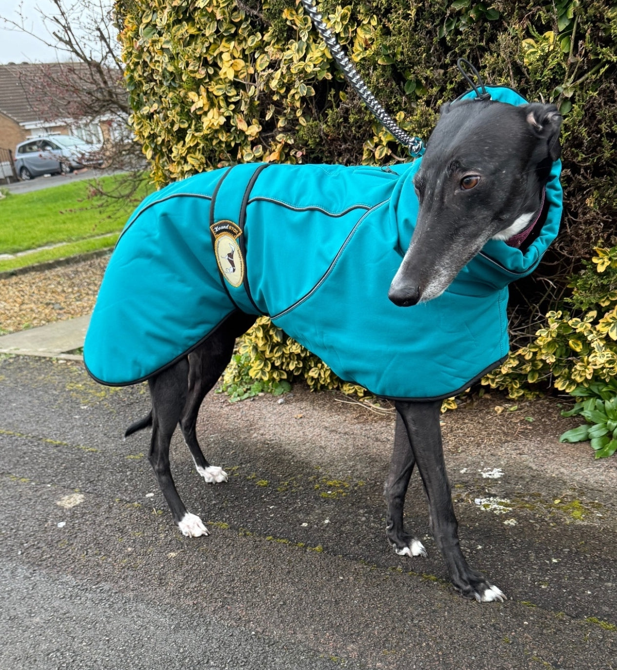 Deep Teal Soft Shell Jacket for Greyhounds - the luxury midweight collection