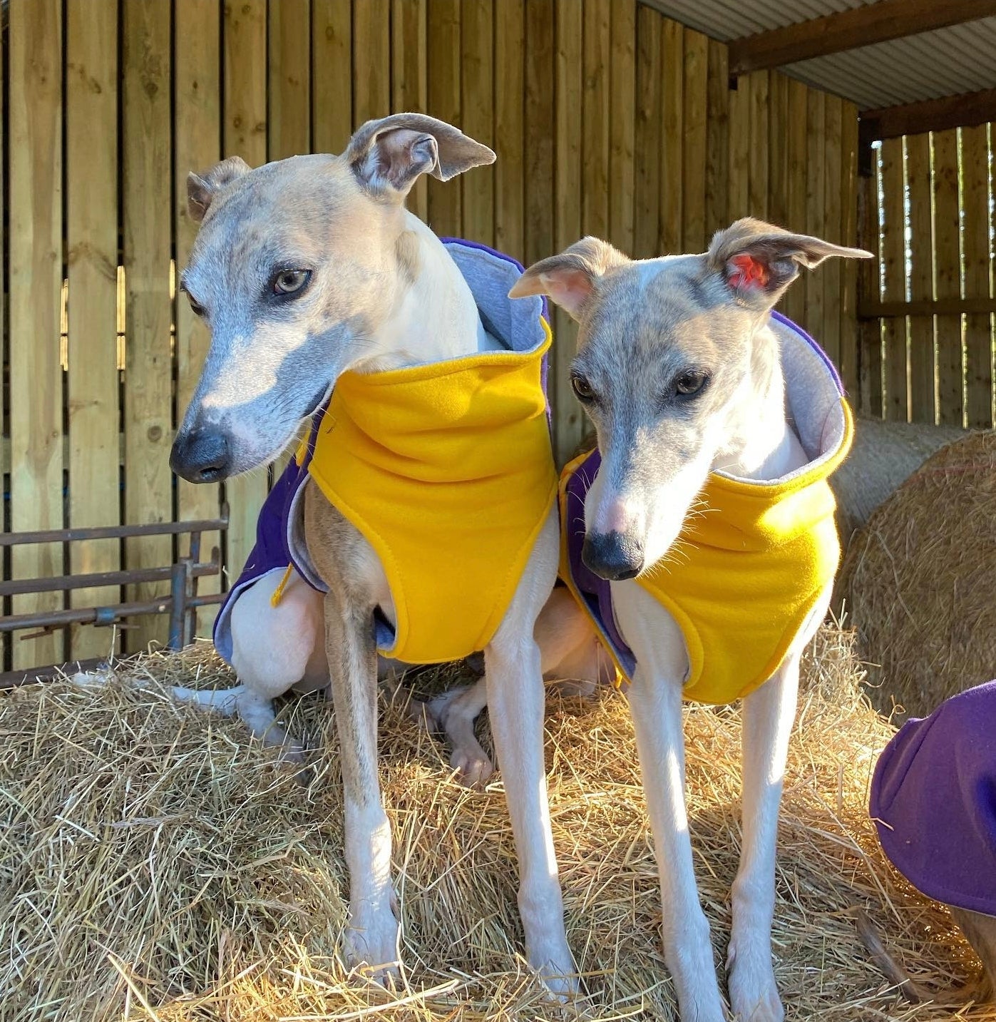 Sweat/Tee shirt for greyhounds, purple+yellow - the sweat tee shirt collection