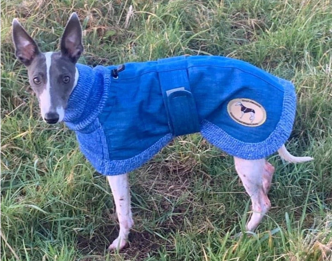 Blue or Indigo Denim/Knit Sweaters for Greyhounds+Whippets - the denim housecoat collection