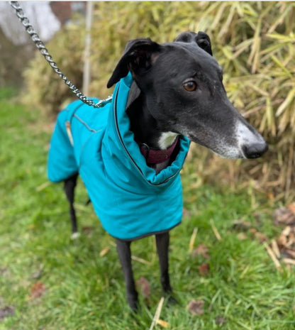 Deep Teal Soft Shell Jacket for Whippets - the luxury midweight collection