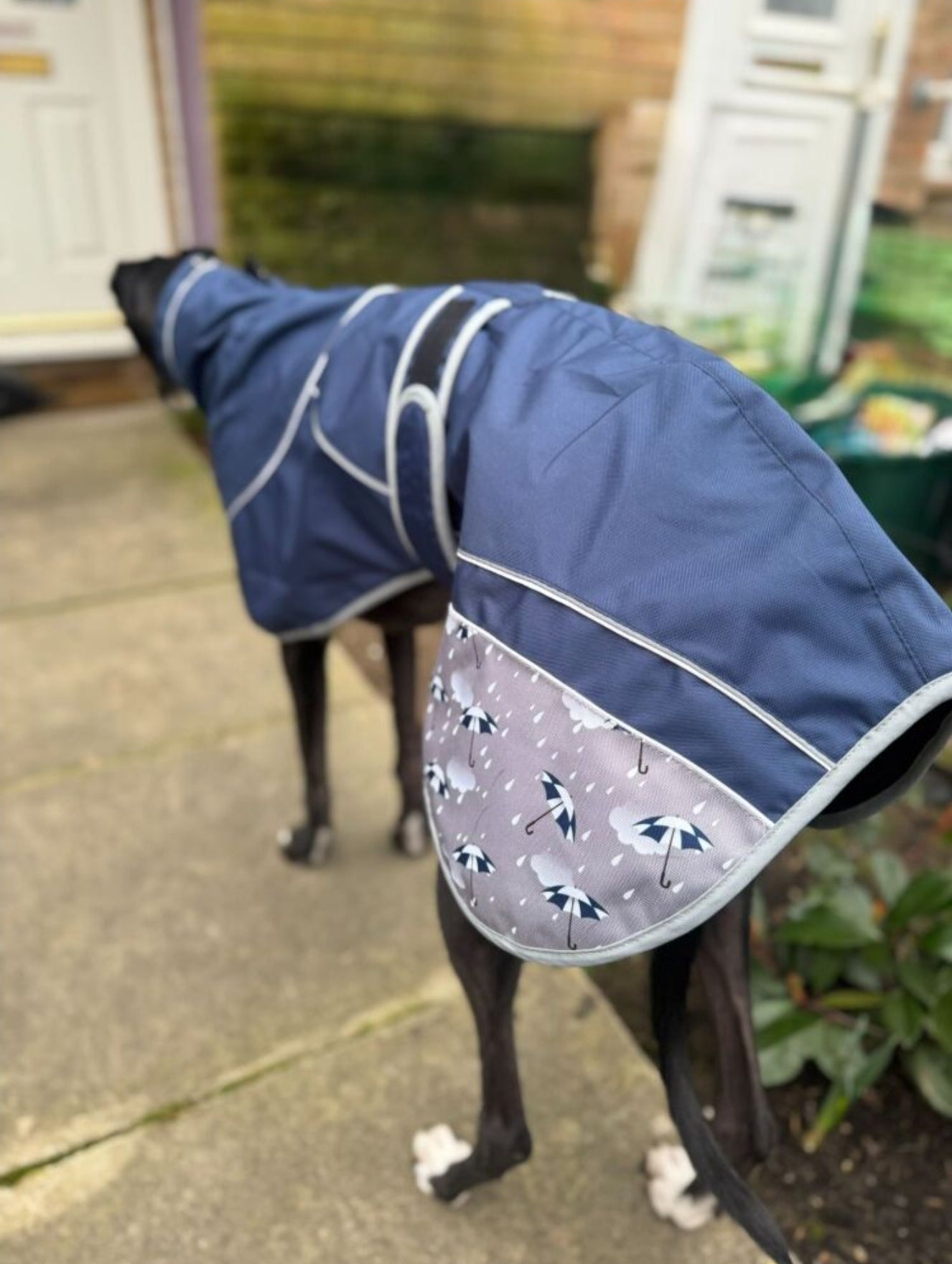 Navy Blue Umbrella Print Rain Mac for Whippets - the waterproof rain mac collection