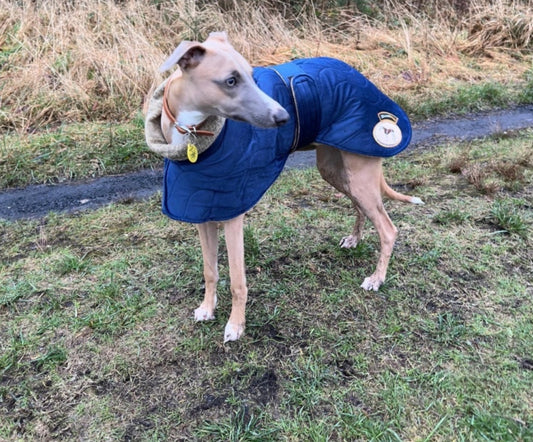 Sapphire velvet knit jacket for whippets - the luxury regal collection