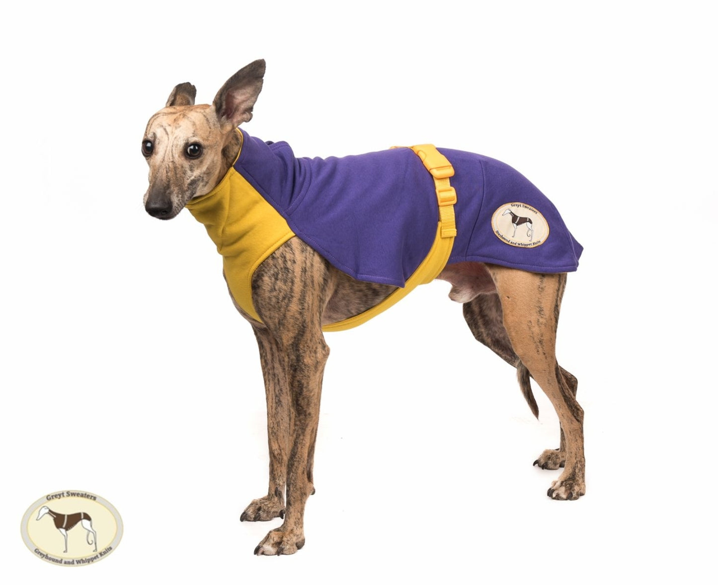 Sweat/Tee shirt for greyhounds, purple+yellow - the sweat tee shirt collection