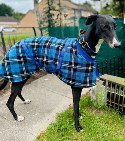 Blue/Black Checked Twill Coat & matching Martingale Collar for Greyhounds - the lighter layer collection