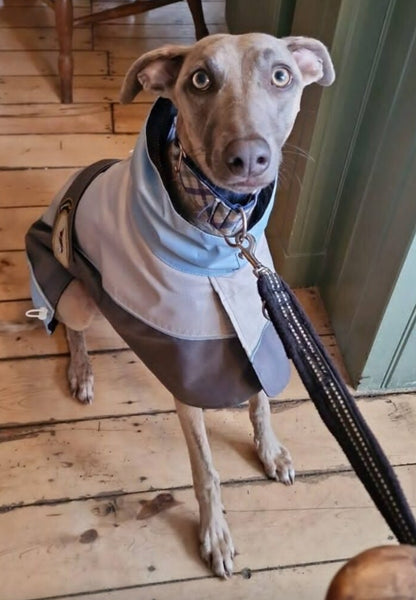 Rain coat for whippets grey/powder blue - the waterproof rain coat collection