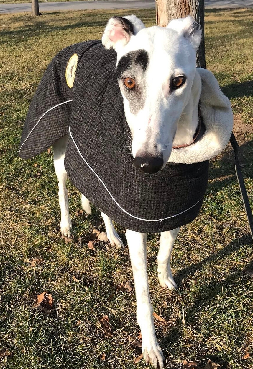 Black forest tweed coats for whippets - luxury tweed collection